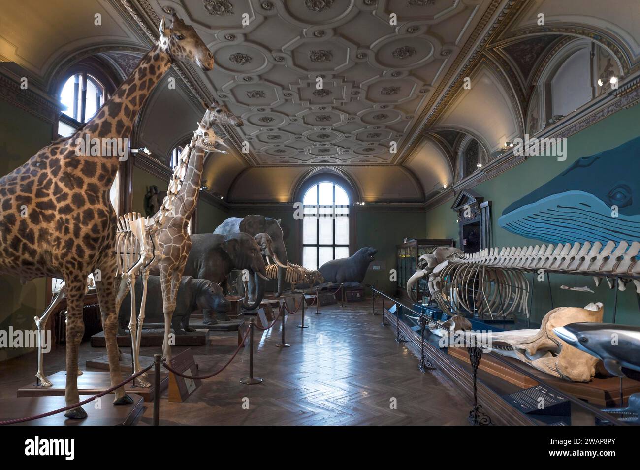 Zoologisches Museum, eröffnet 1889 in Wien, Österreich, Europa Stockfoto