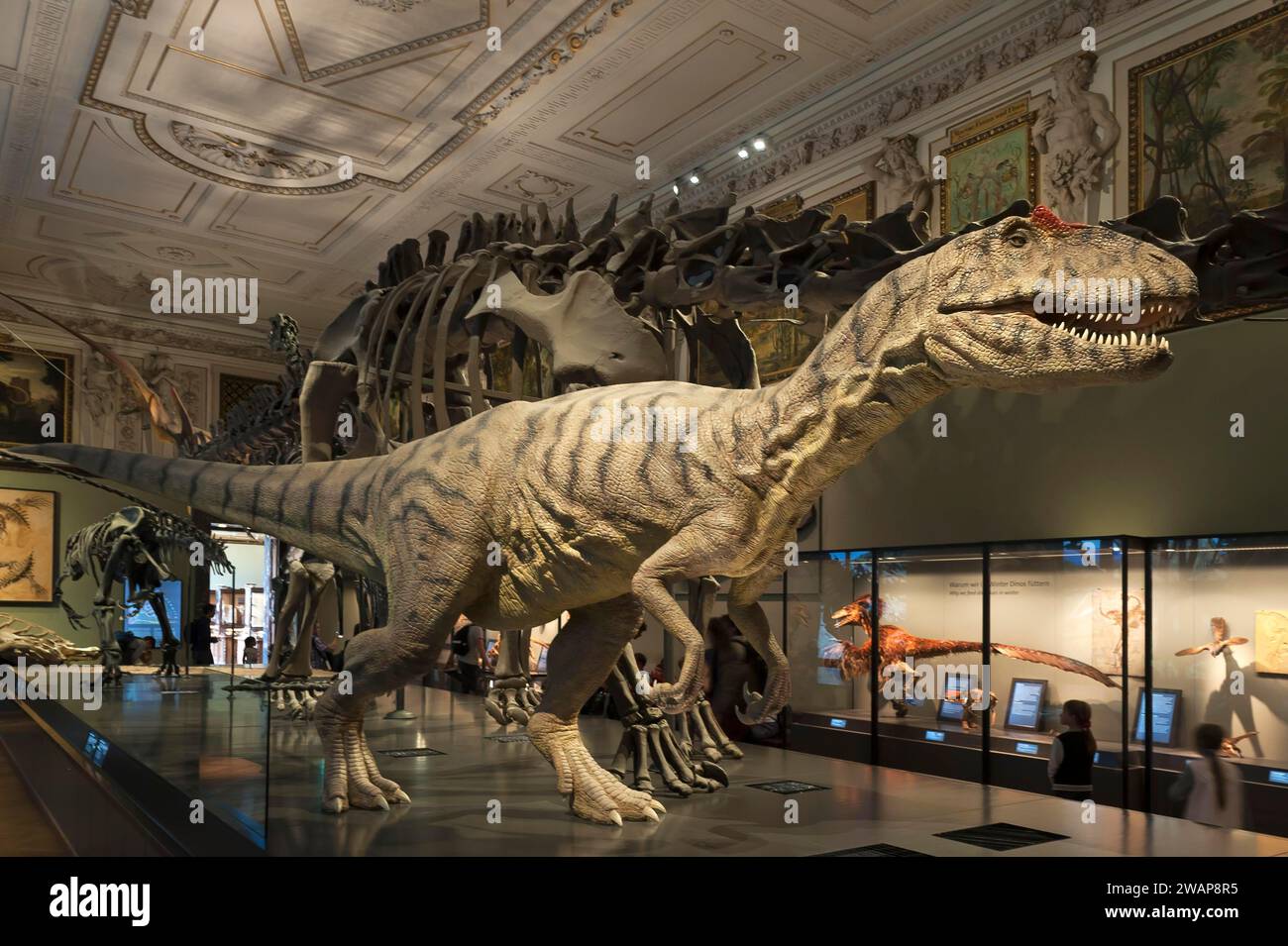 Allosaurus (Allosaurus fragilis), Naturhistorisches Museum, eröffnet 1889, Wien, Österreich Europa Stockfoto