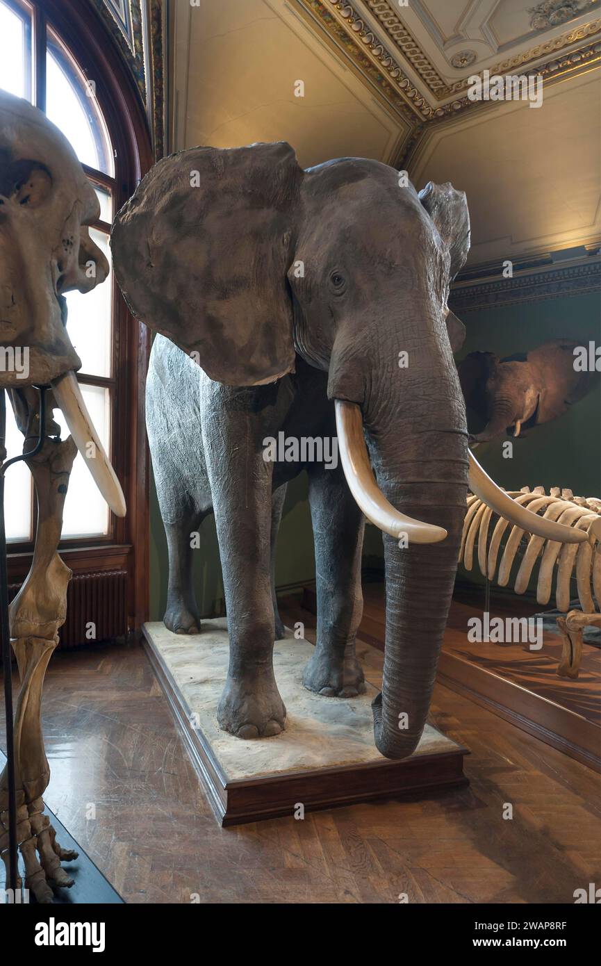 Afrikanischer Elefant (Loxodonta africana), Narurhistorisches Museum, eröffnet 1889 in Wien, Österreich Europa Stockfoto