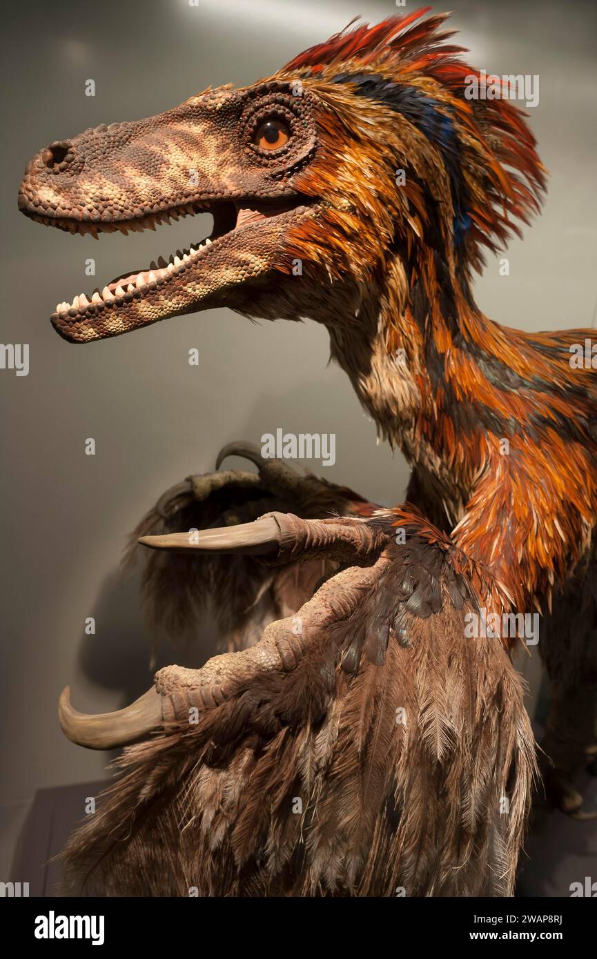 Dreadkralle (Deinonychus antirrhopus), gefiederter räuberischer Dinosaurier, Naturhistorisches Museum, eröffnet 1889, Wien, Österreich, Europa Stockfoto