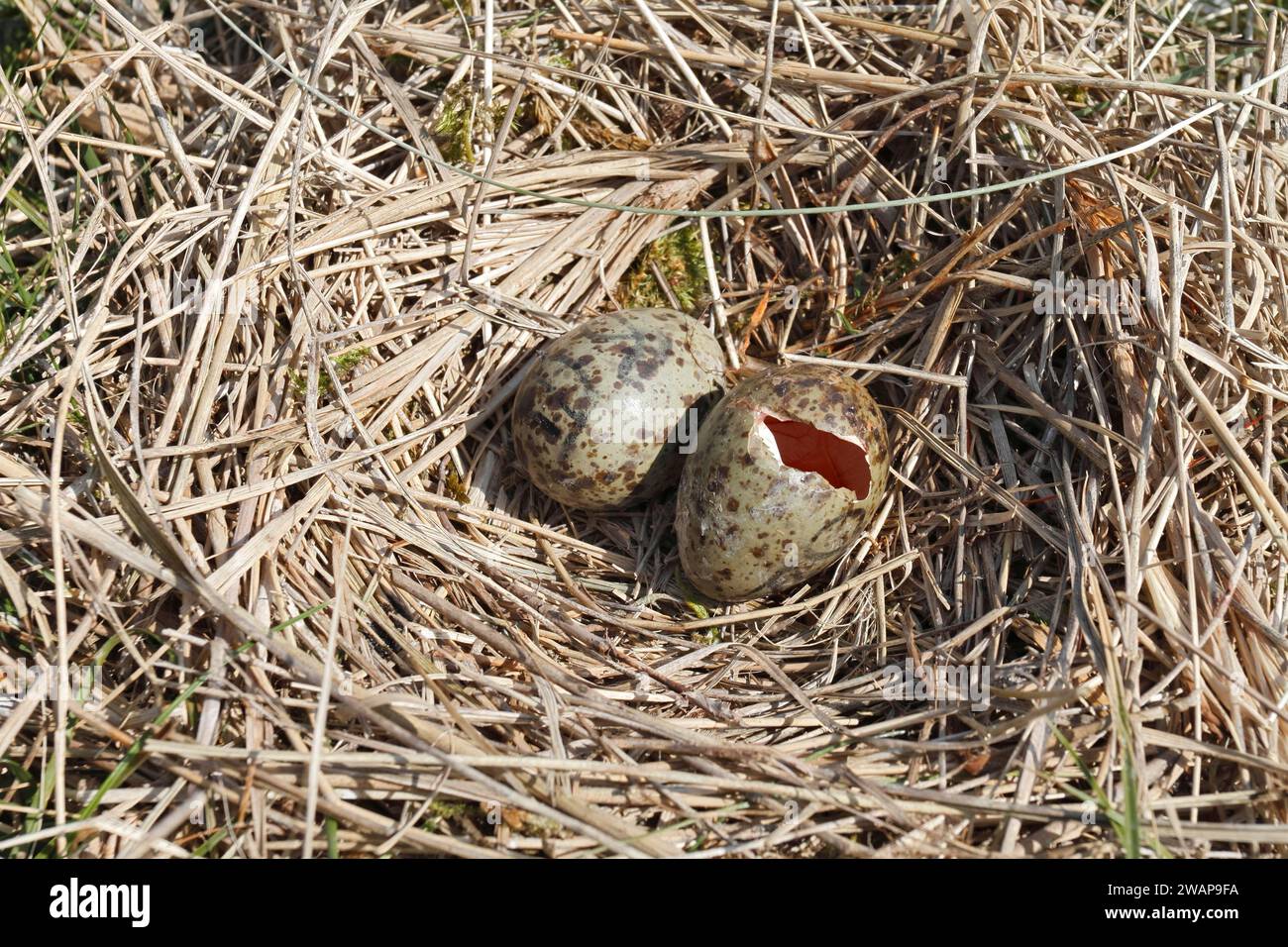 Schwarzkopfmöwe (Chroicocephalus ridibundus), prädatiertes geleg, Nationalpark Niedersächsisches Wattenmeer, Ostfriesische Inseln, Niedersachsen, Stockfoto