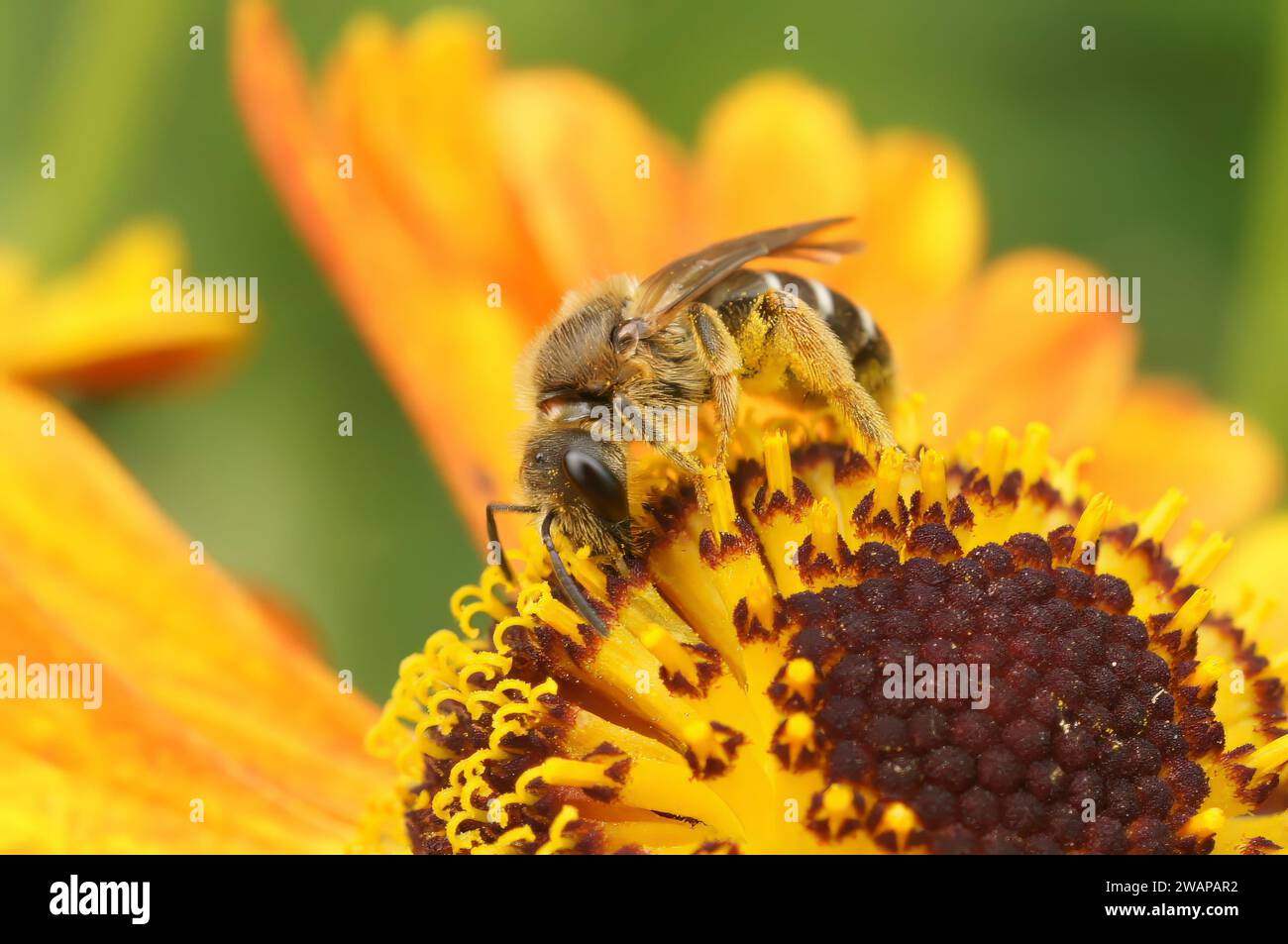 Farbenfrohe Nahaufnahme auf einer süßen kleinen Furchenbiene, Lasioglossum auf einer orangen Niesalgenblüte im Garten Stockfoto