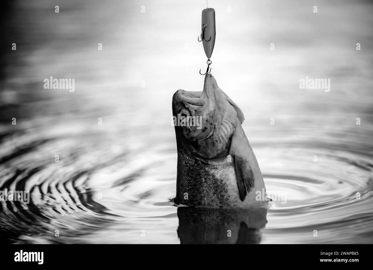 Barschfischen. Fischkopf und Angelhaken. Konzepte der erfolgreichen Fischerei. Stockfoto