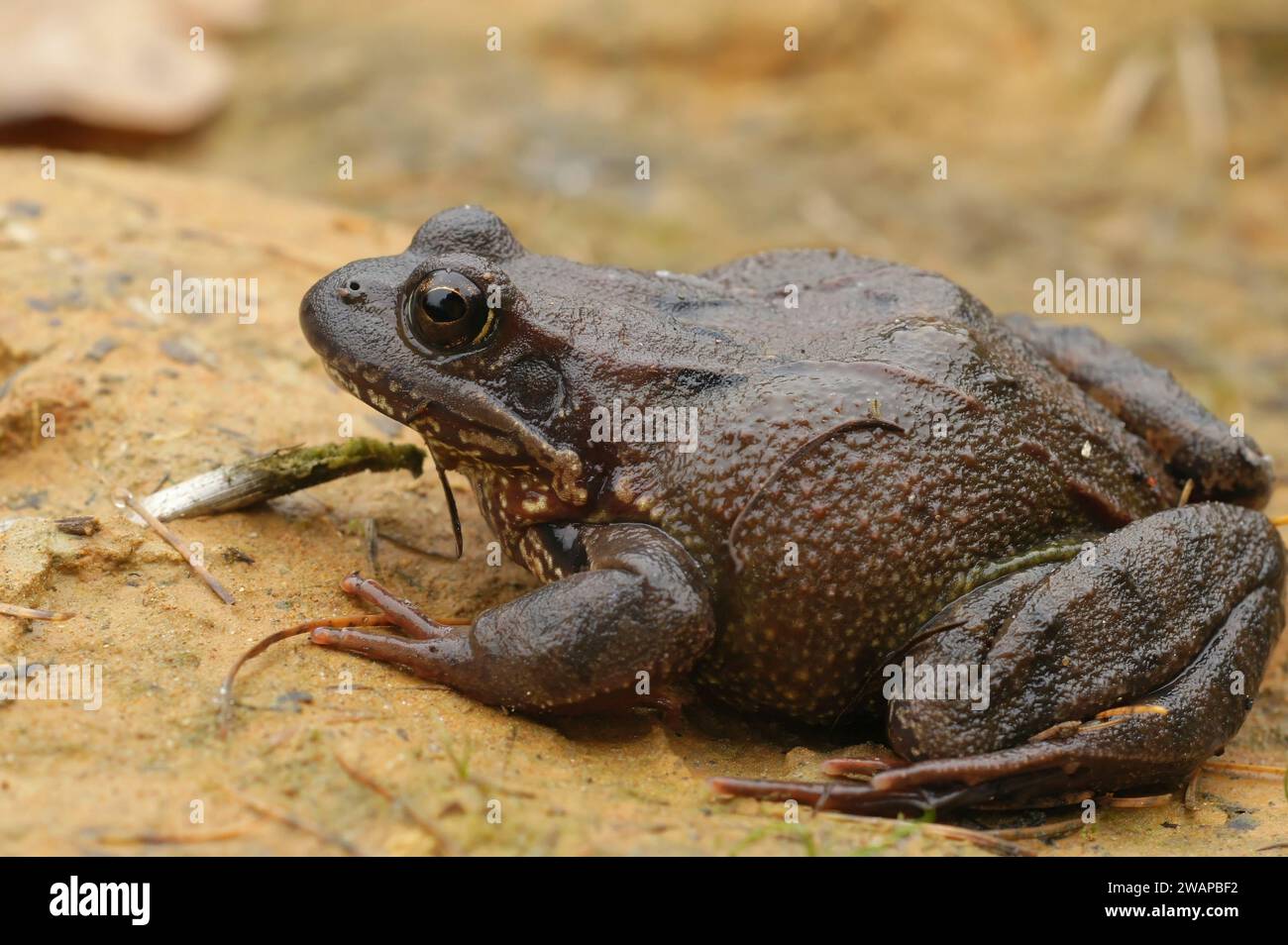 Natürliche Nahaufnahme eines gewöhnlichen europäischen braunen Frosches, Rana temporaria Stockfoto