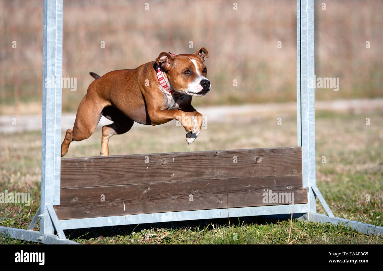 staffordshire Bullterrier springen eine Fance für Gehorsam Disziplin Stockfoto