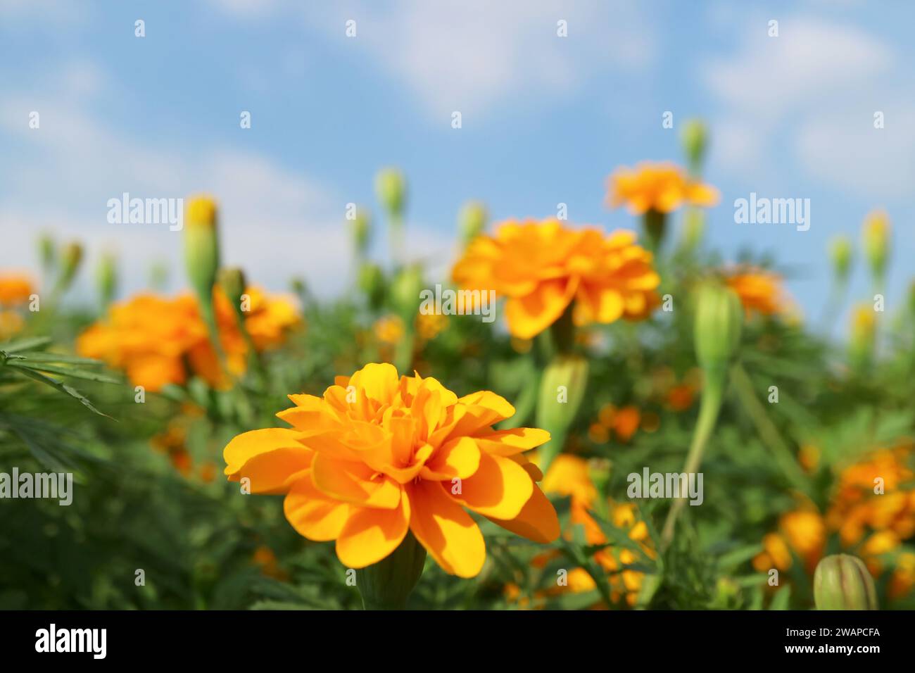 Wunderschöner Marigold in leuchtendem Orange vor blauem Himmel Stockfoto