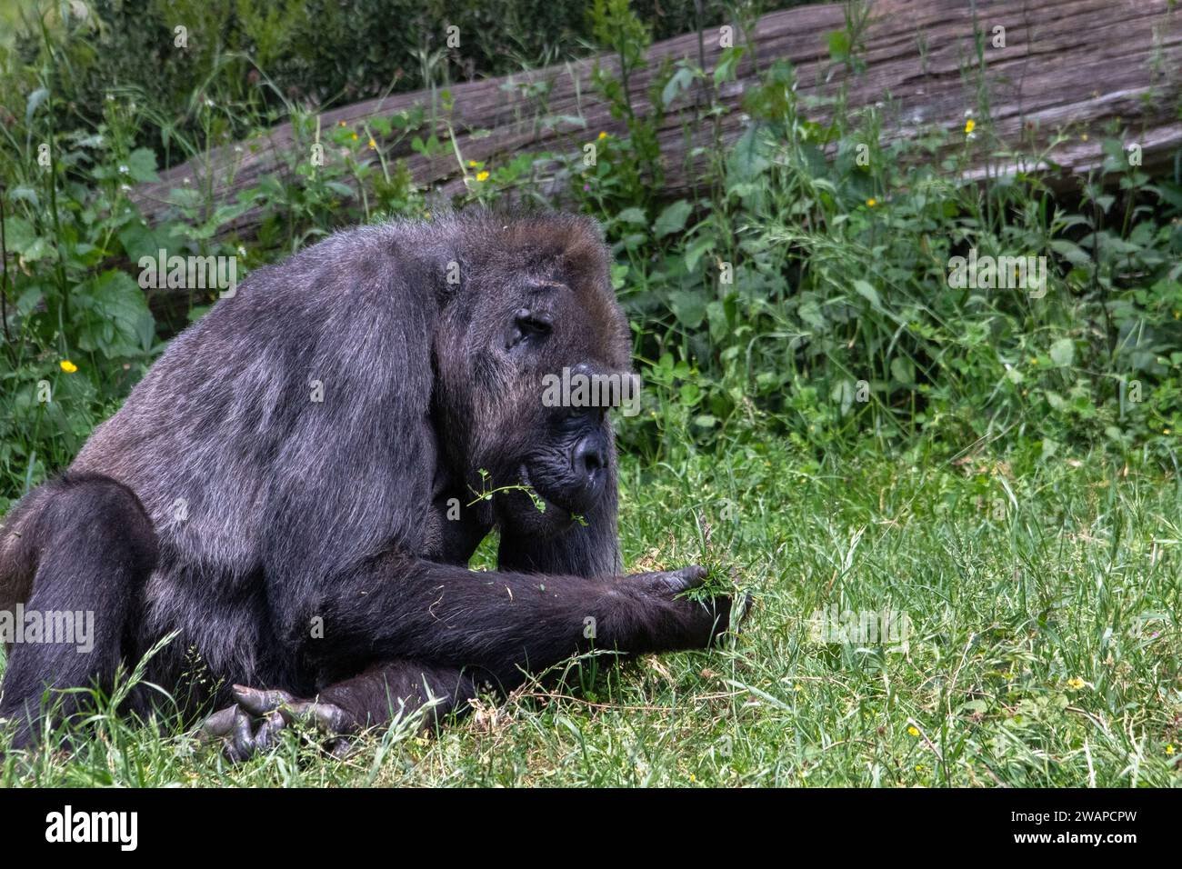 Nahaufnahme eines weiblichen Gorillas, der auf dem Gras liegt Stockfoto