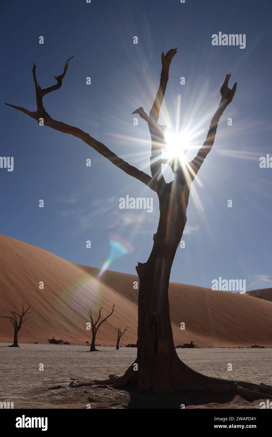 Toter Kameldornbaum in der Sossusvlei Tonpfanne, Deadvlei, mit Sonnenflair zwischen den Zweigen (Dezember 2024) Stockfoto