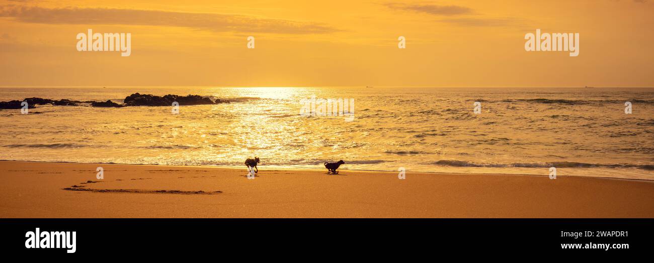 Seascape bei Sonnenuntergang. Goldener Sonnenuntergang über dem Meer. Zwei Hunde am Strand. Schöner Strand am Abend Stockfoto