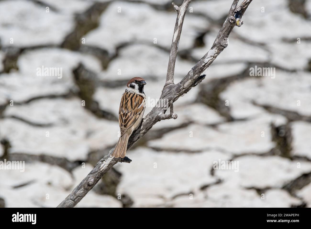 Baumsperling, Passer montanus, Dürrebedingungen, Ebro-Delta, Katalonien, Spanien Stockfoto