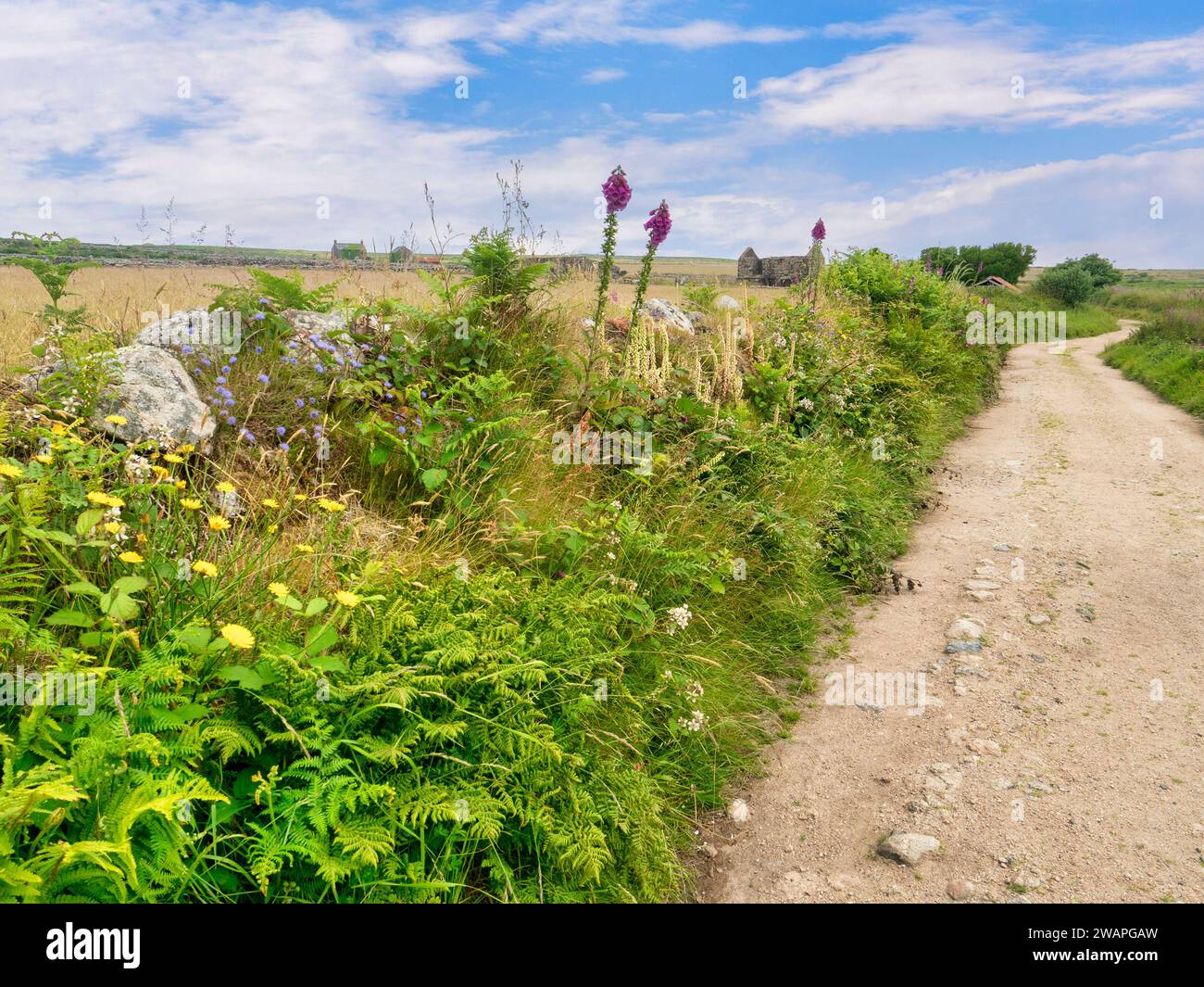 Der Tinners Way ist ein 29 km langer Weg von St Ives nach Cape Cornwall, der von Zinnminenern genutzt wird, um Zinn zum Handel an die Küste zu bringen. Dieser Abschnitt wird neben... Stockfoto