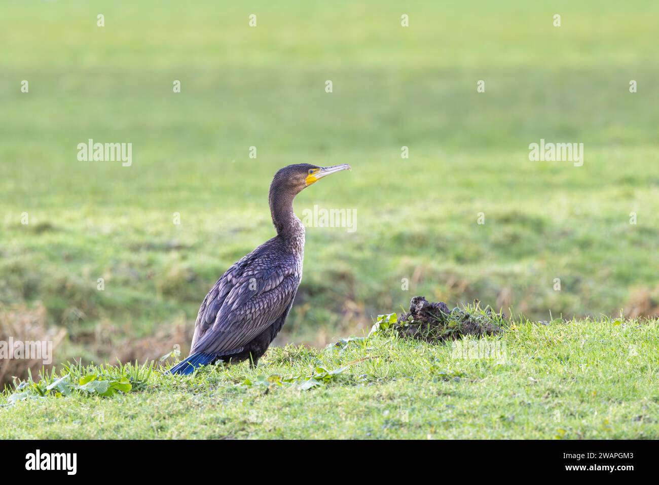 Aufmerksamer und wachsamer Kormorant in grünem Gras mit gefalteten Flügeln und verlängertem Hals und bereit für den Flug Stockfoto