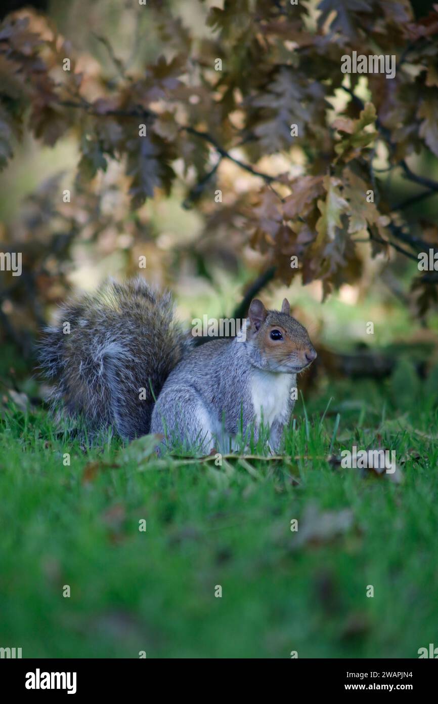 Eine vertikale Aufnahme eines kleinen Eichhörnchens, das auf einem Gras in einer natürlichen Umgebung im Freien sitzt Stockfoto