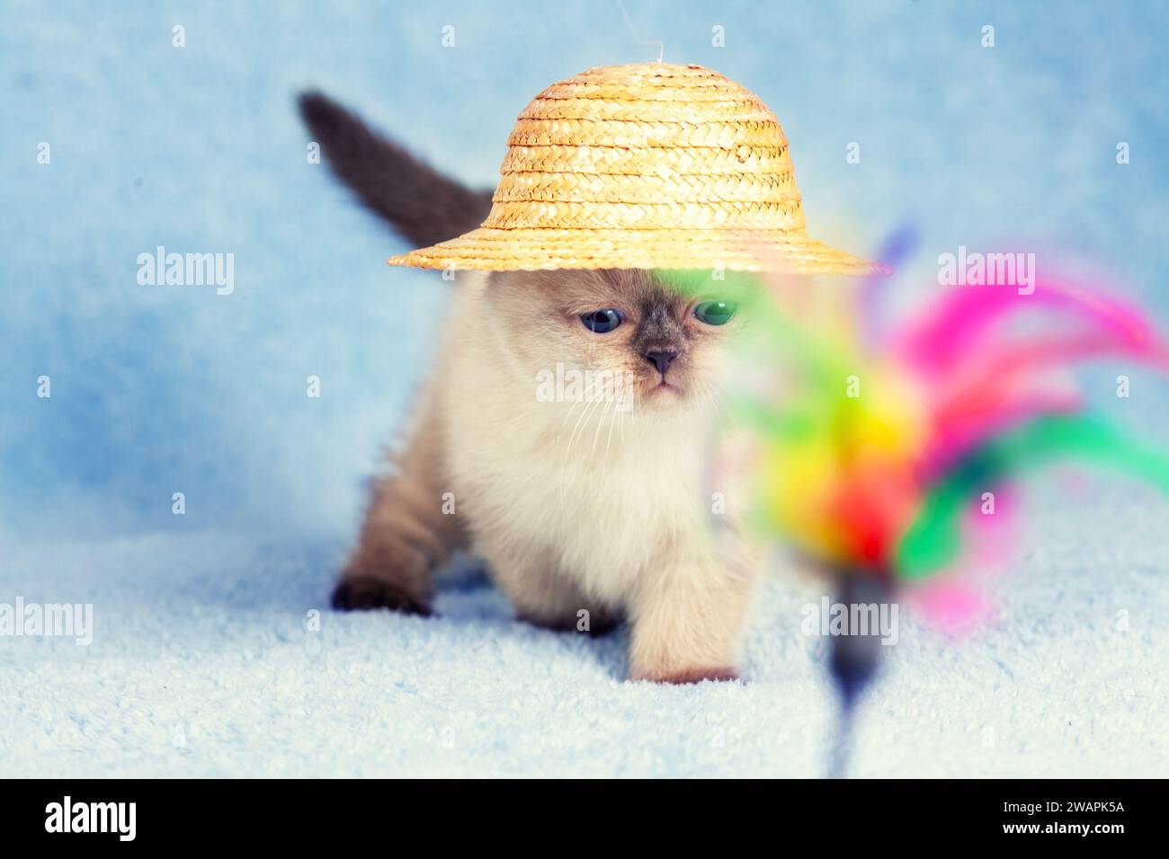 Porträt eines süßen, verspielten kleinen Siamküken in einem Strohhut auf einer blauen Decke Stockfoto