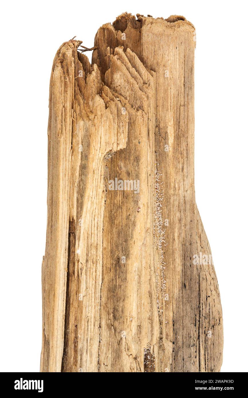 Teil aus Treibholz isoliert auf weißem Hintergrund. Stockfoto