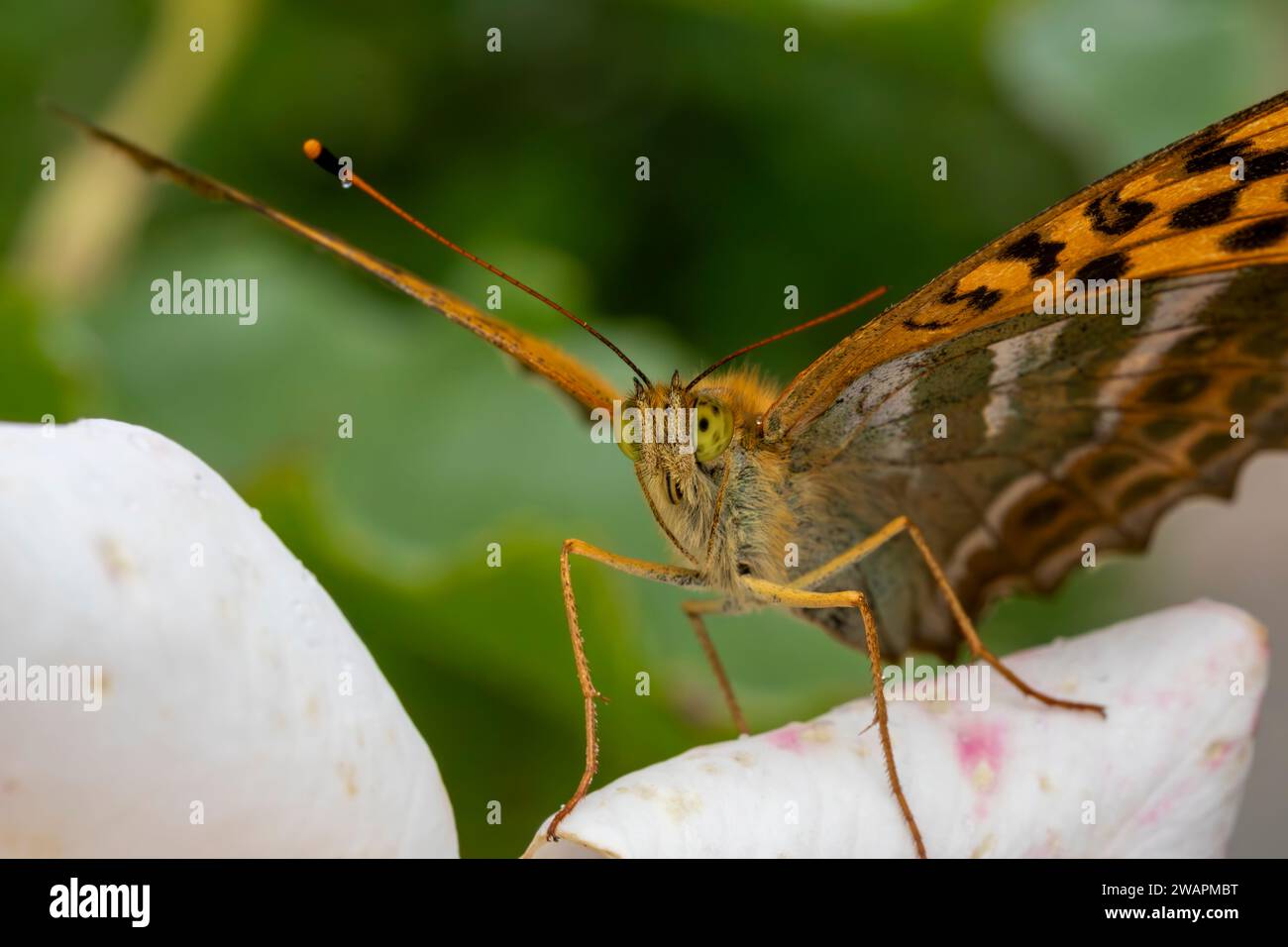 Close Up Head On, Portrait Detail eines Silber-gewaschenen Fritillary Butterfly (Argynnis Paphia), der auf einer Rosenblüte ruht. Stockfoto Close Up Head On, Portrait Detail eines Silber-gewaschenen Fritillary Butterfly (Argynnis Paphia), der auf einer Rosenblüte ruht. Stockfoto