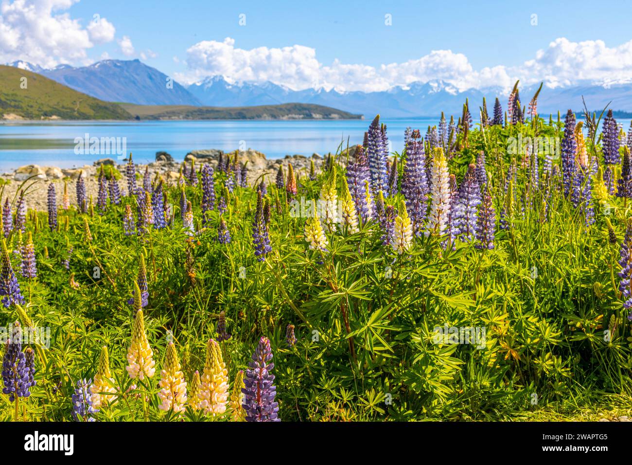 Ein malerischer Blick auf Lupine Blumen am Lake Pukaki in Neuseeland Stockfoto