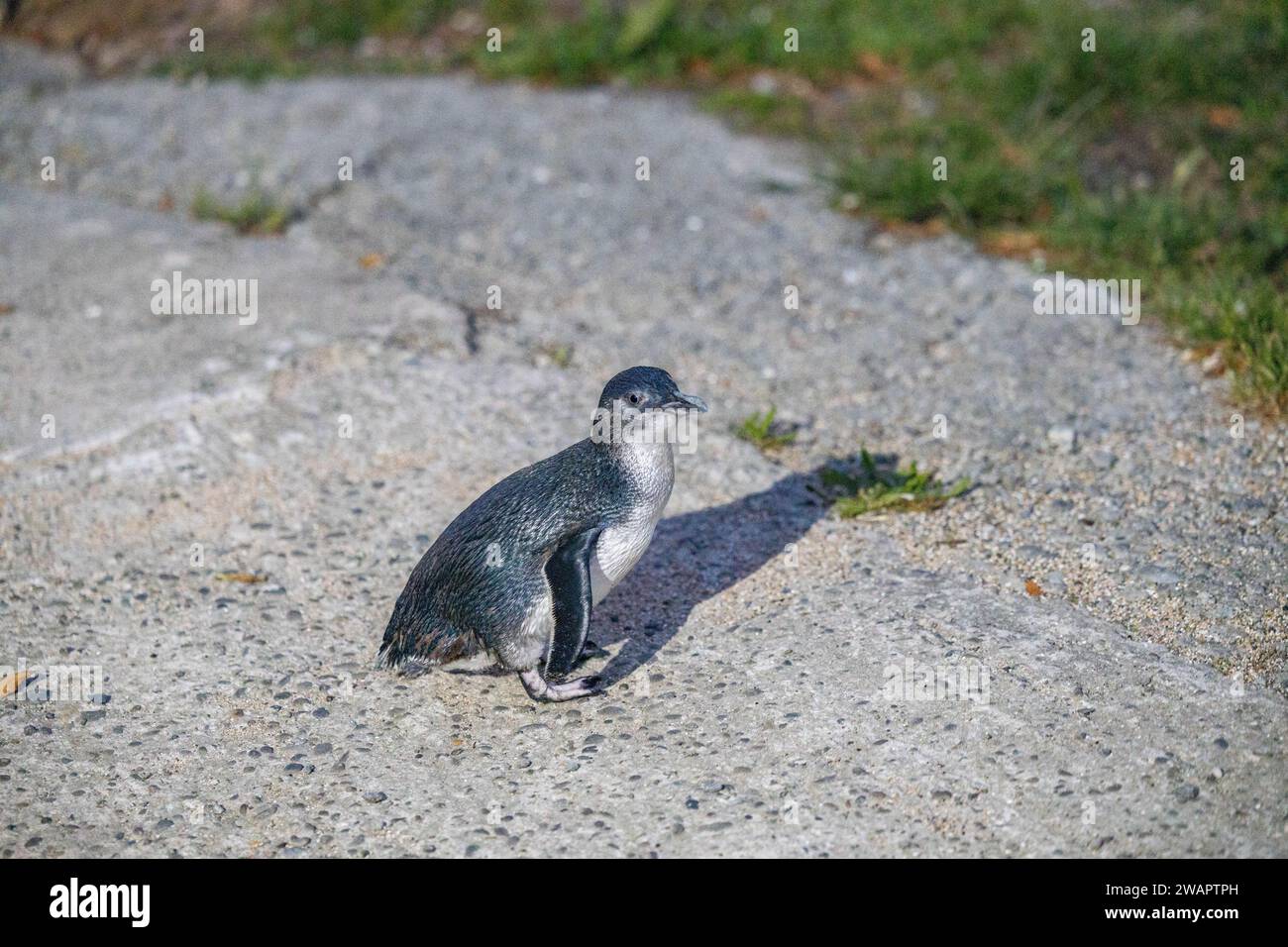 Eine Nahaufnahme eines Blauen Pinguins in Oamaru, Neuseeland Stockfoto