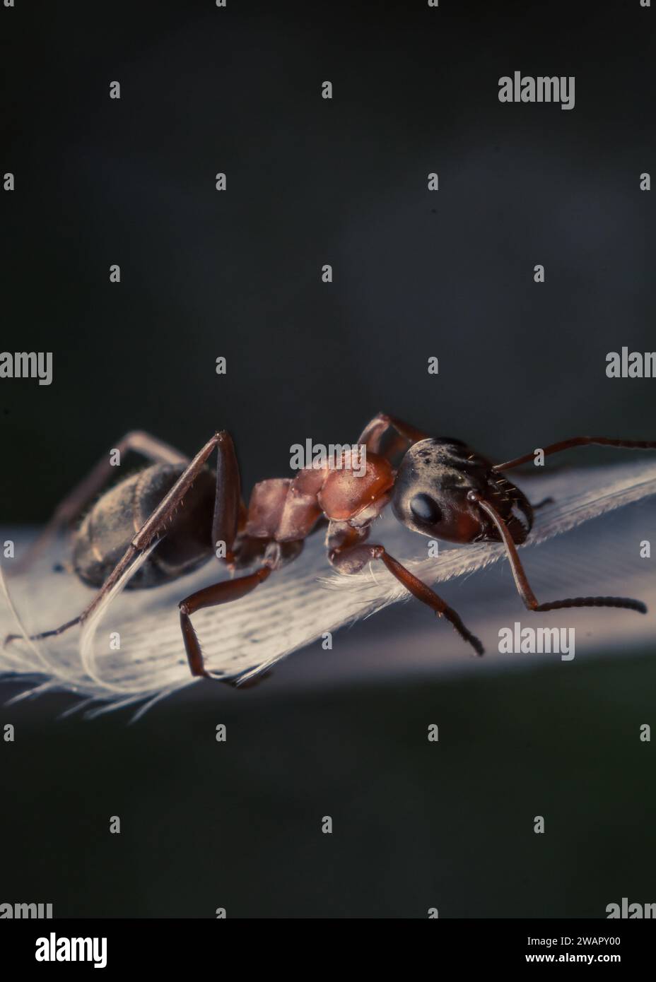 Eine Makroaufnahme einer schwarzen Ameise auf einer unscharfen Blattoberfläche, mit sichtbaren Antennen und Beinen der kleinen Kreatur Stockfoto