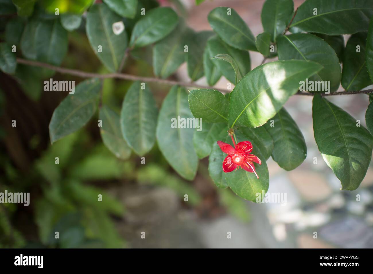 Ochna serrulata oder Kleinblättrige oder Karnevalsvogel Ochna-Vogelaugenstrauch oder Mickey-Maus-Pflanze oder Mickey-Maus-Busch Stockfoto