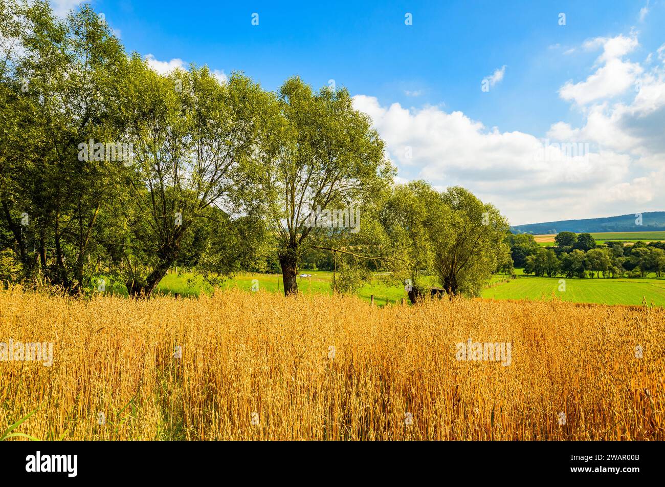 Idyllische Sommerlandschaft mit umzäunter Wiese und bestäubten Weiden in Nordhessen Stockfoto