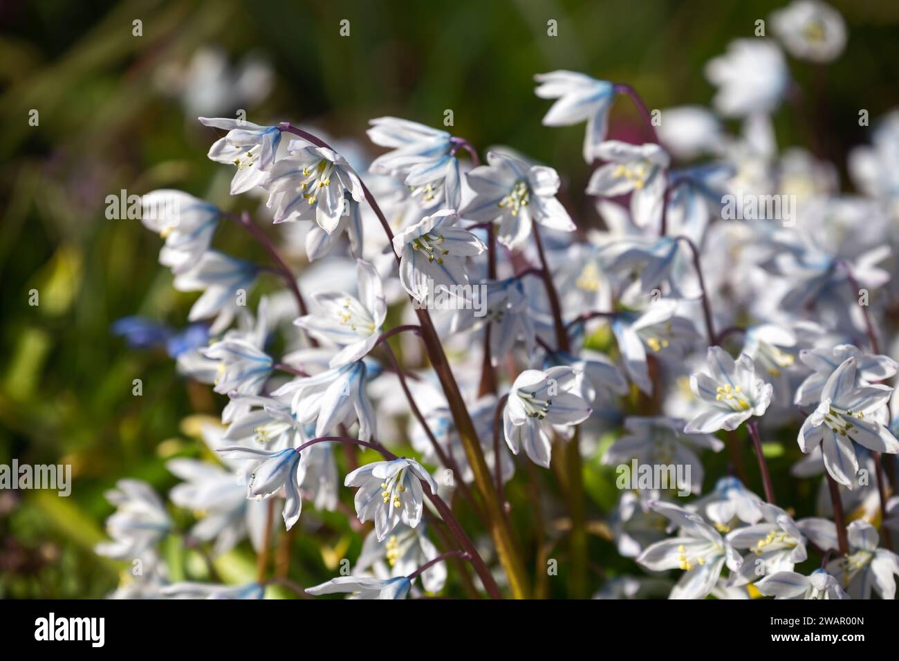 Scilla mischtschenkoana frühe Frühlingsblumen. Misczenko-Schürze, frühe Schürze oder weiße Schürze Stockfoto