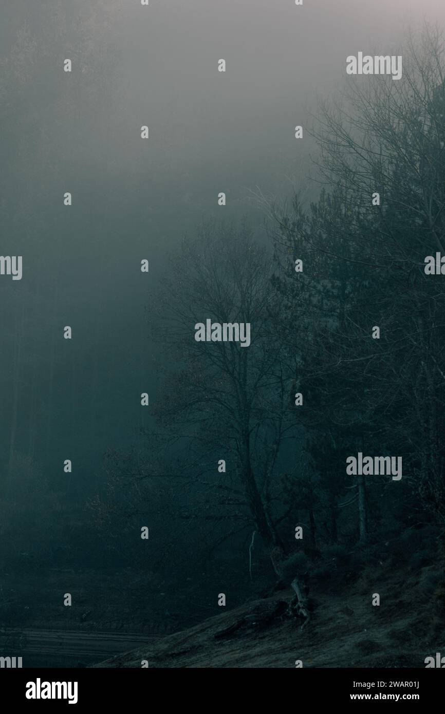Dunkler und gruseliger Wald mit viel Nebel. Stockfoto