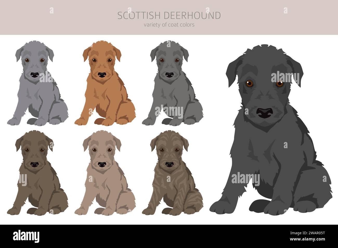 Schottische enterhounte Welpen Clipart. Verschiedene Posen, Fellfarben gesetzt. Vektorabbildung Stock Vektor