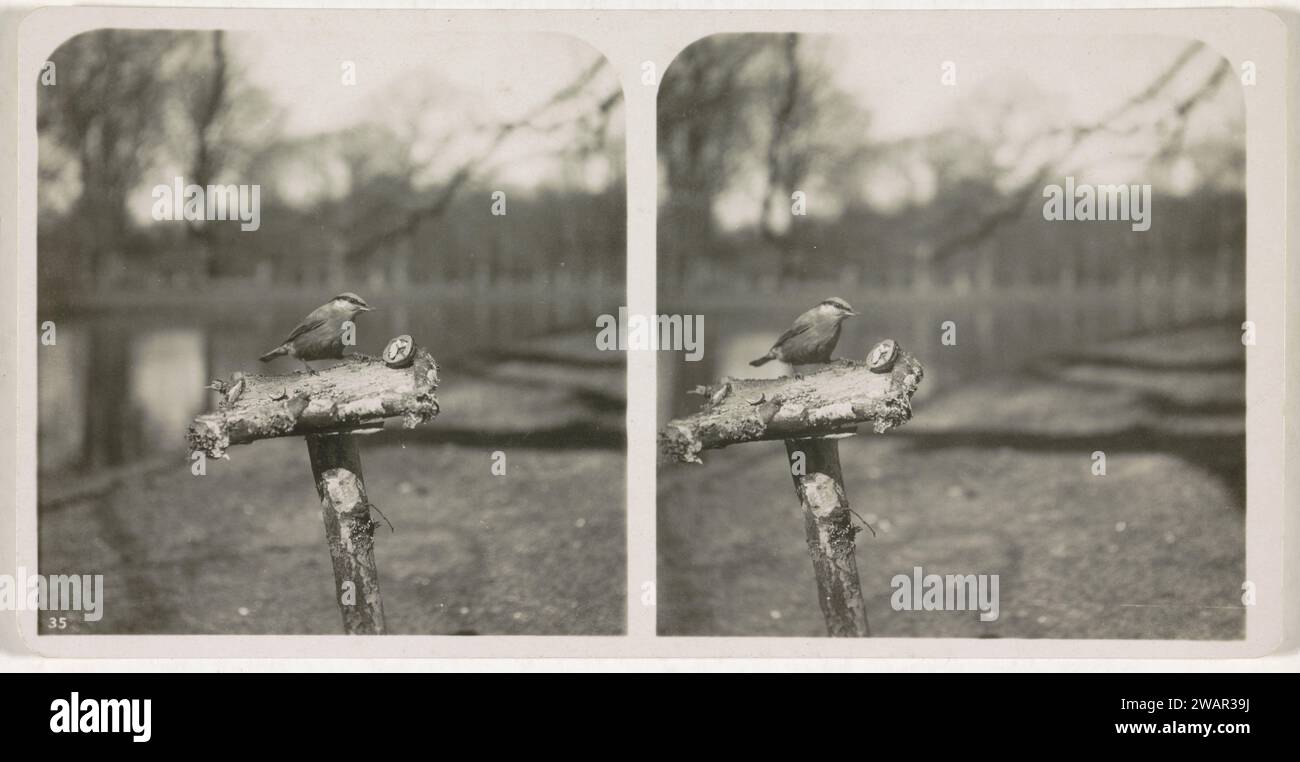 Baum auf Stock, ca. 1870 - ca. 1940 Stereogramm links unten auf dem Foto links ist die Zahl 35. Aus einer Serie von 25 Stereo-Fotos. Unbekannte Unterstützung für Fotos Stockfoto
