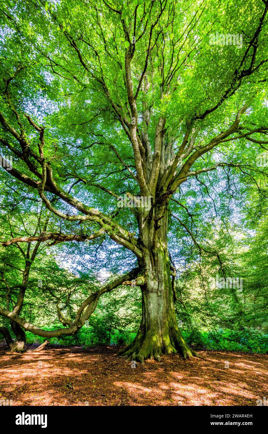 Uralter mächtiger Baum im Naturschutzgebiet Sababurger Urwald Stockfoto