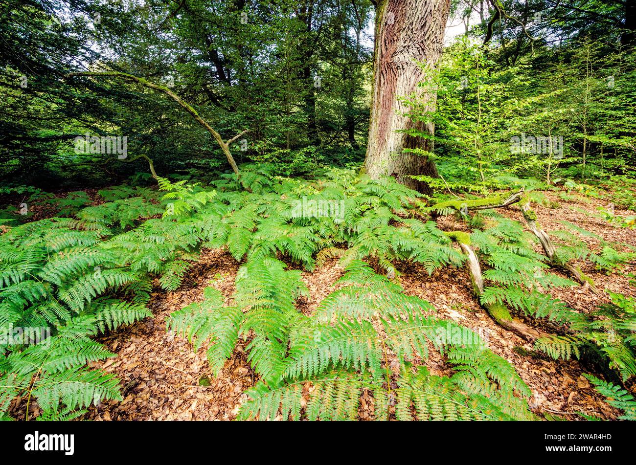 Waldboden mit Farnen bedeckt Stockfoto