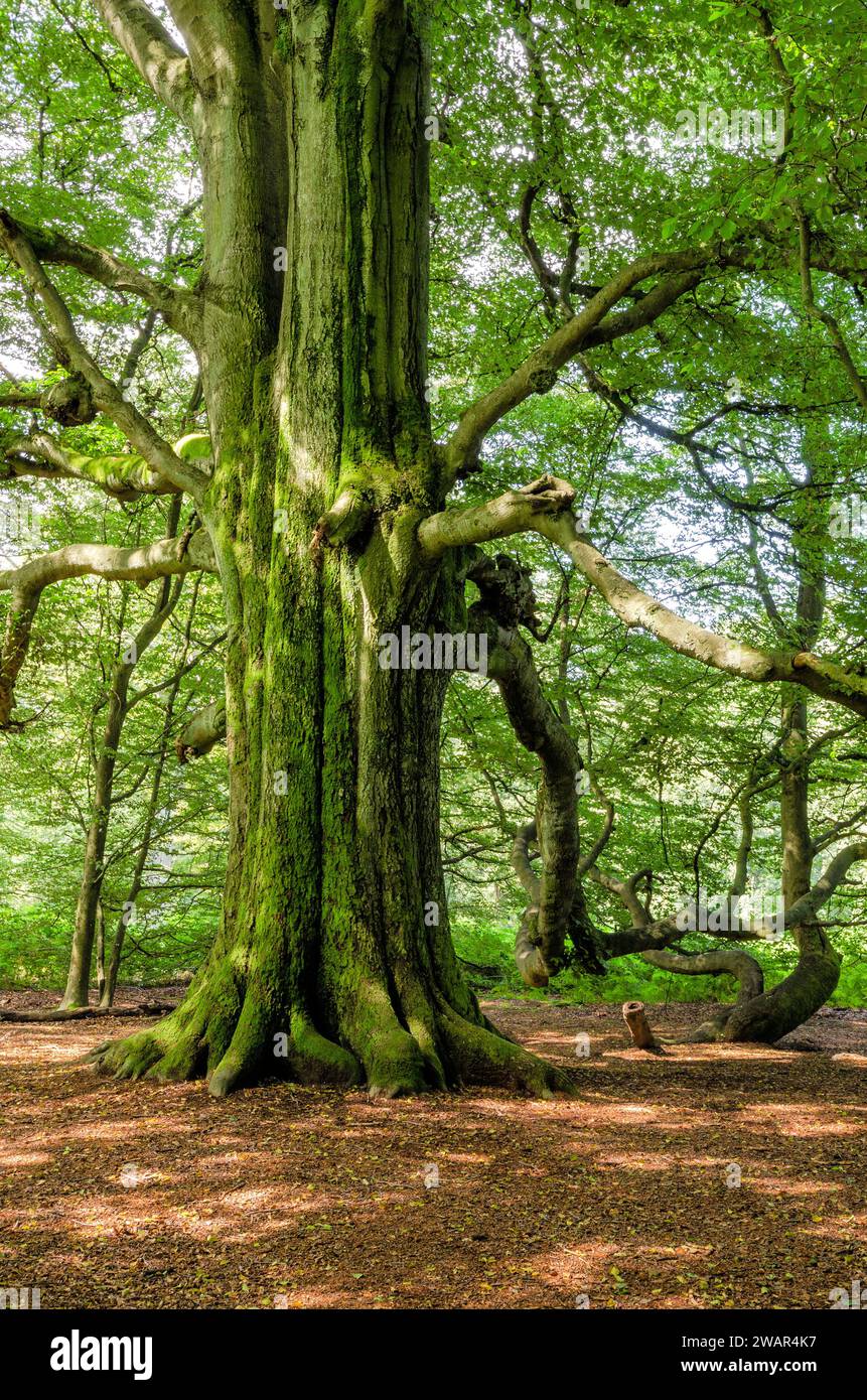 Der alte Riesenbaum im Saba-Dschungel, Hessen, Deutschland Stockfoto