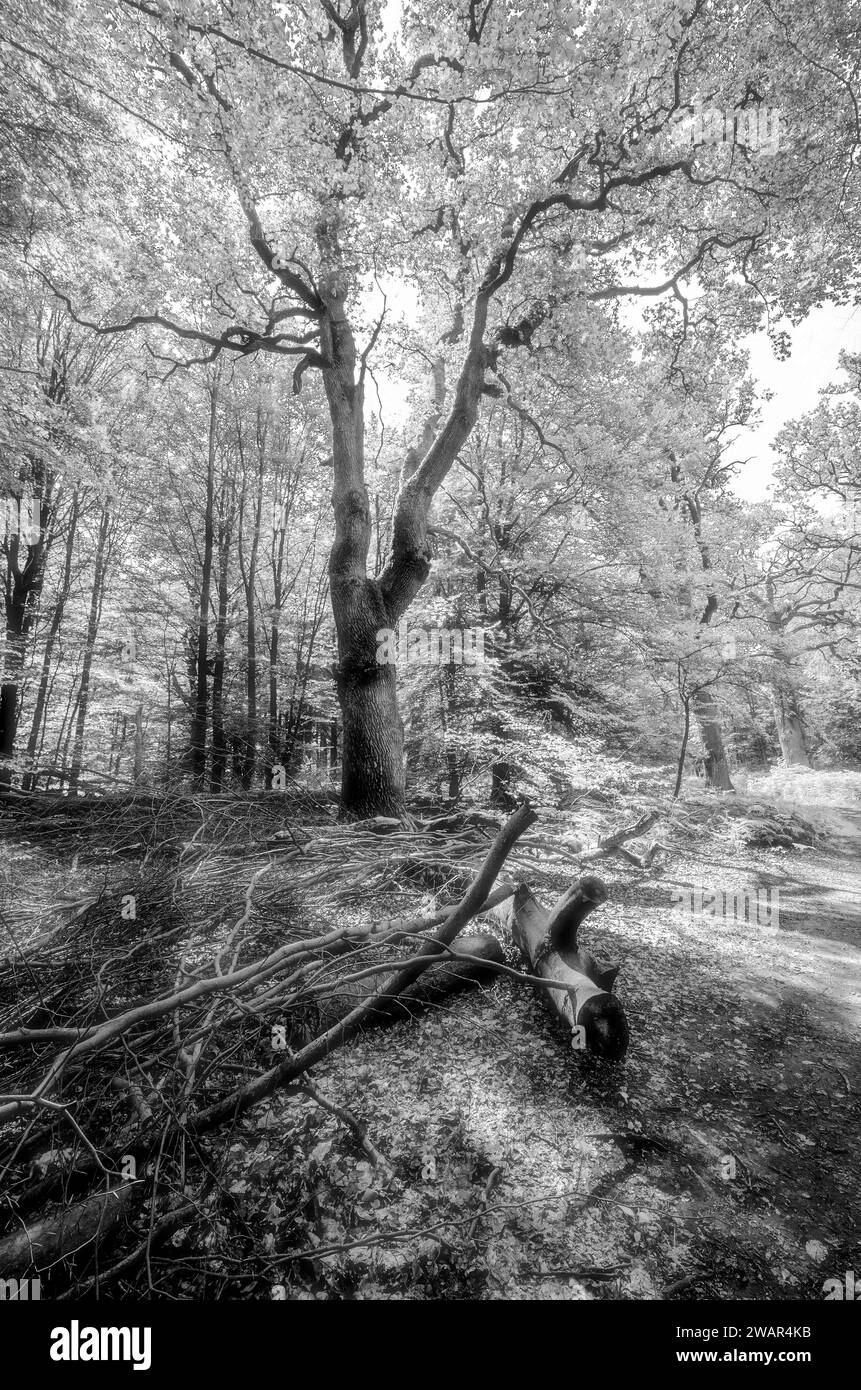 Wald mit Totholz, Schwarzweiß-Bild Stockfoto