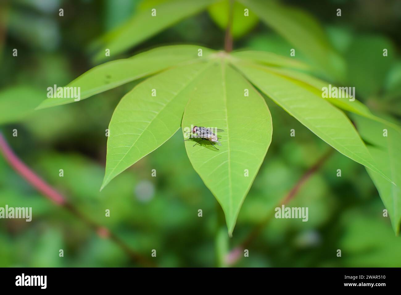 Üppig wachsende Maniokblätter, Blattdetails mit Sonnenlicht. Keine Personen. Stockfoto