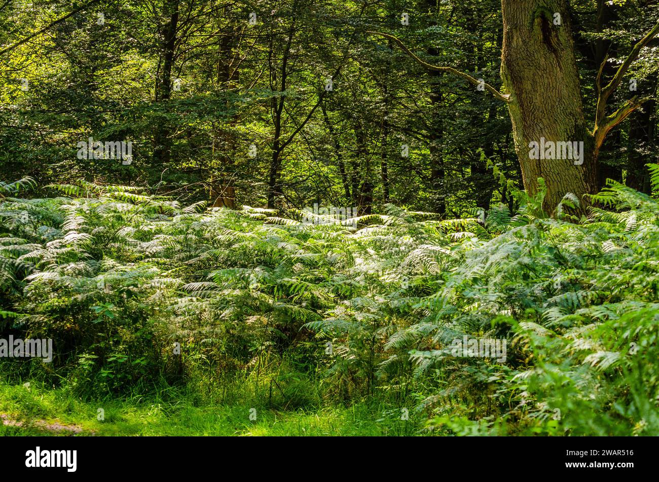 Waldboden mit Farnen bedeckt im Dschungel Saba, Deutschland Stockfoto