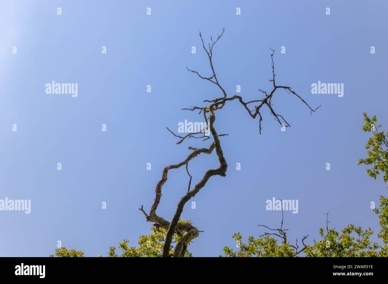 Teilweise toter Ast einer Eiche vor blauem Himmel im Saba-Dschungel, Deutschland Stockfoto