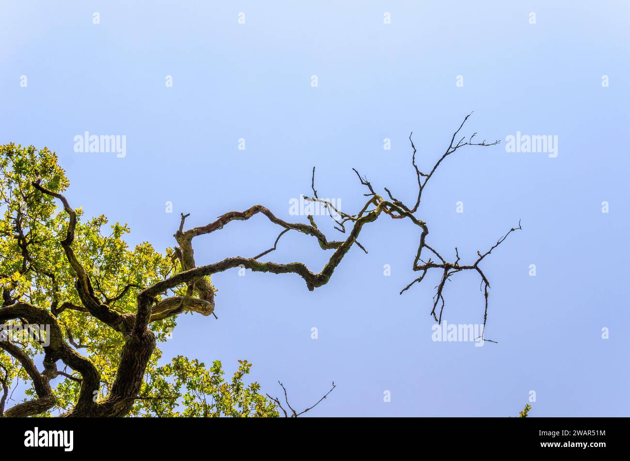 Teilweise toter Ast einer Eiche vor blauem Himmel im Saba-Dschungel, Deutschland Stockfoto