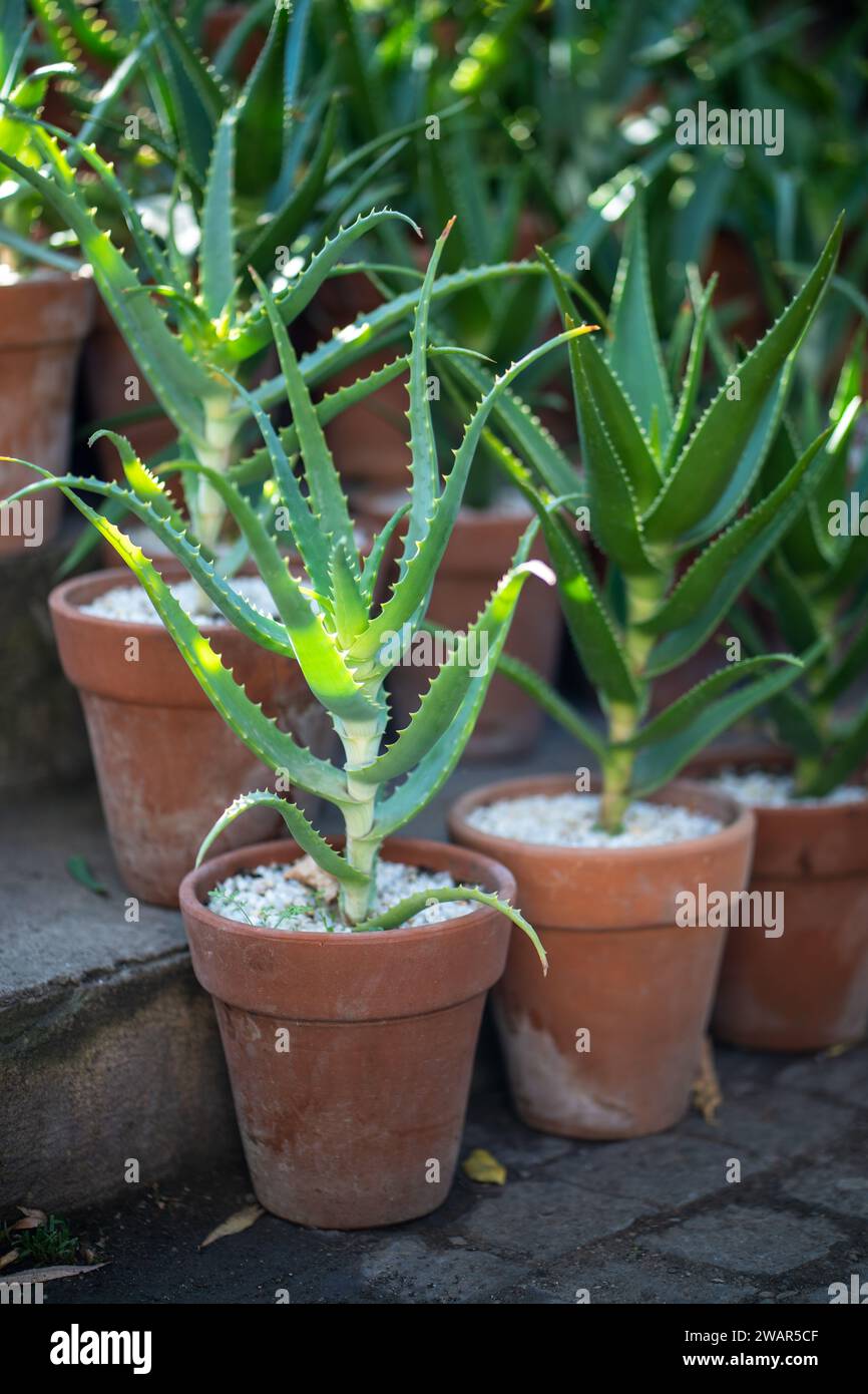 Aloe vera kosmetik -Fotos und -Bildmaterial in hoher Auflsung  Alamy