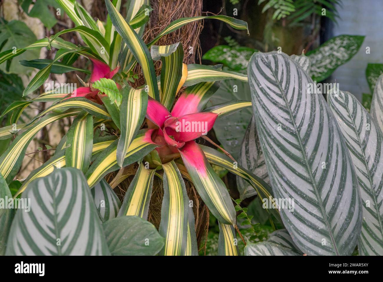 Calathea ornata -Fotos und -Bildmaterial in hoher Auflsung  Alamy
