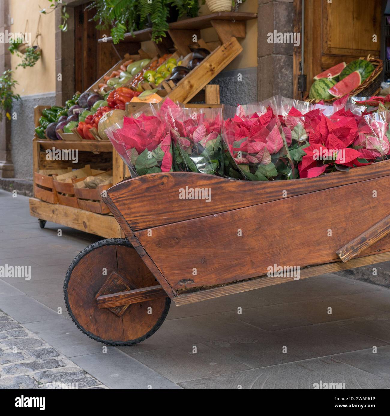 Holzwagen mit roten Weihnachtsstern, Euphorbia pulcherrima, vor einem Geschäft Stockfoto