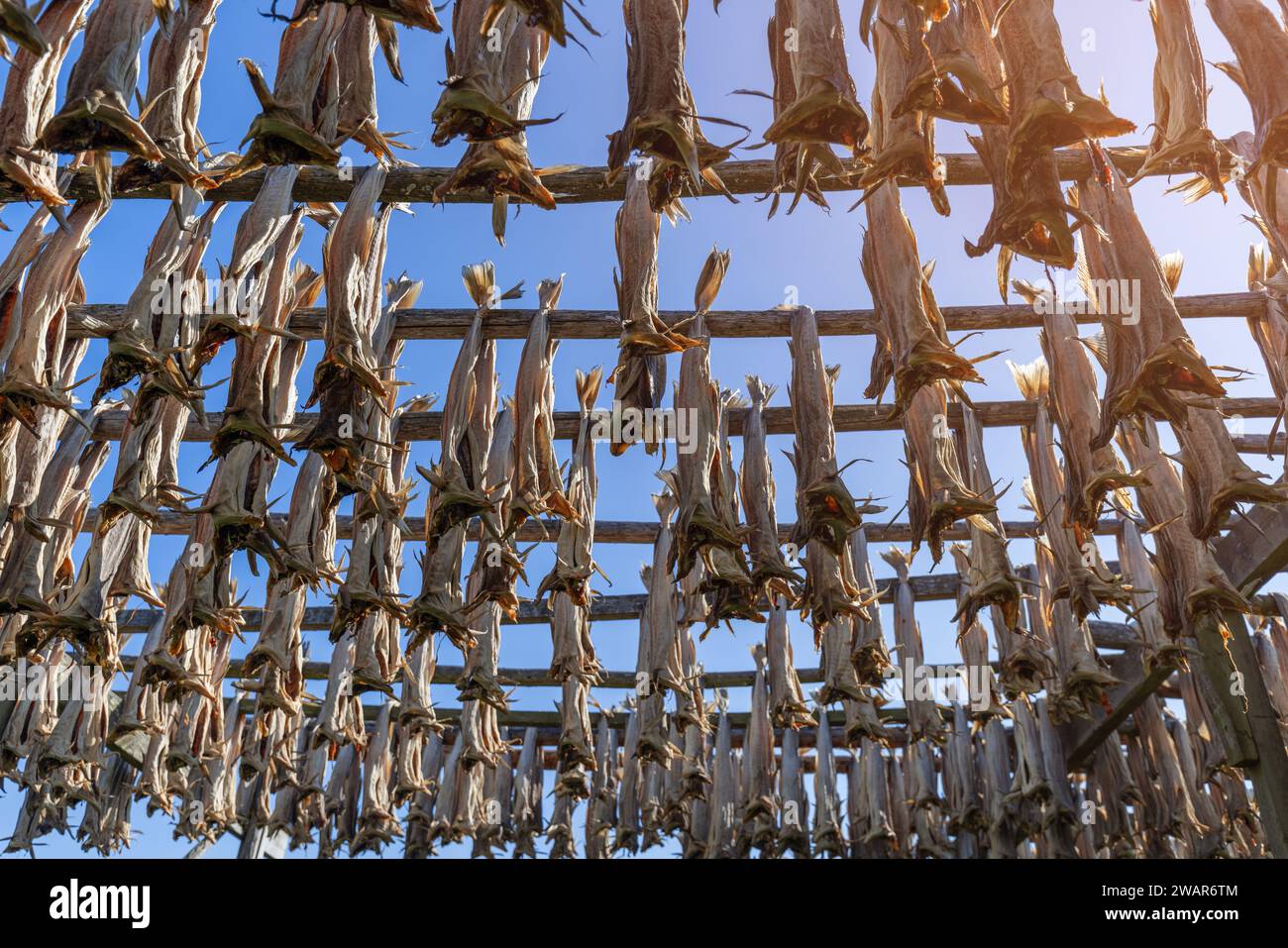 In der klaren, klaren Luft von Lofoten, Norwegen, sehen Sie Fische, die an einem Holzgestell zum Trocknen hängen, eine uralte Methode, die das Wesen der traditionellen Tradition einfängt Stockfoto