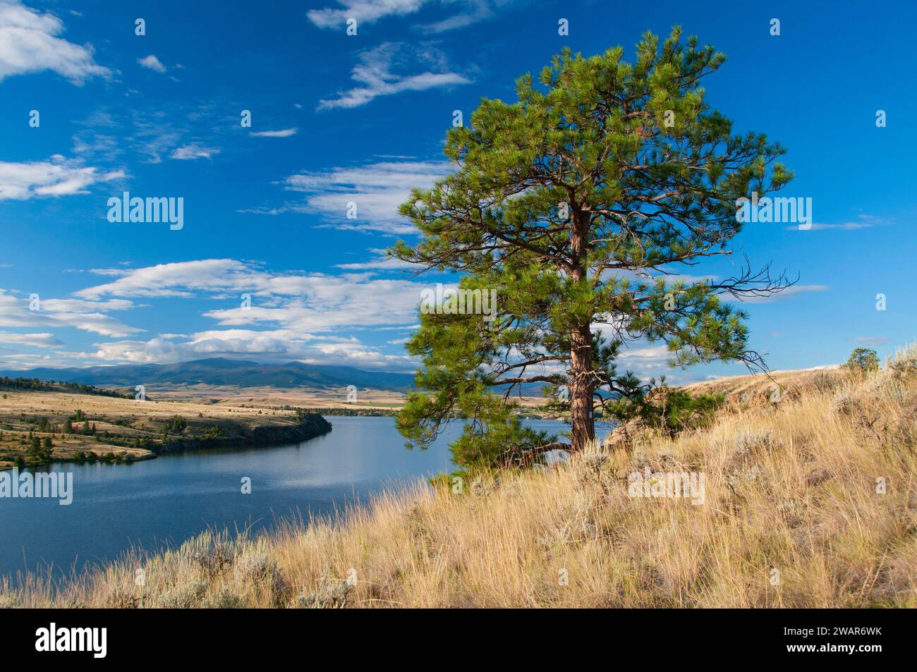Hauser See Vista mit Kiefer, zwei Lager Vista, Lewis und Clark National Historic Trail, Lewis und Clark County, Montana Stockfoto