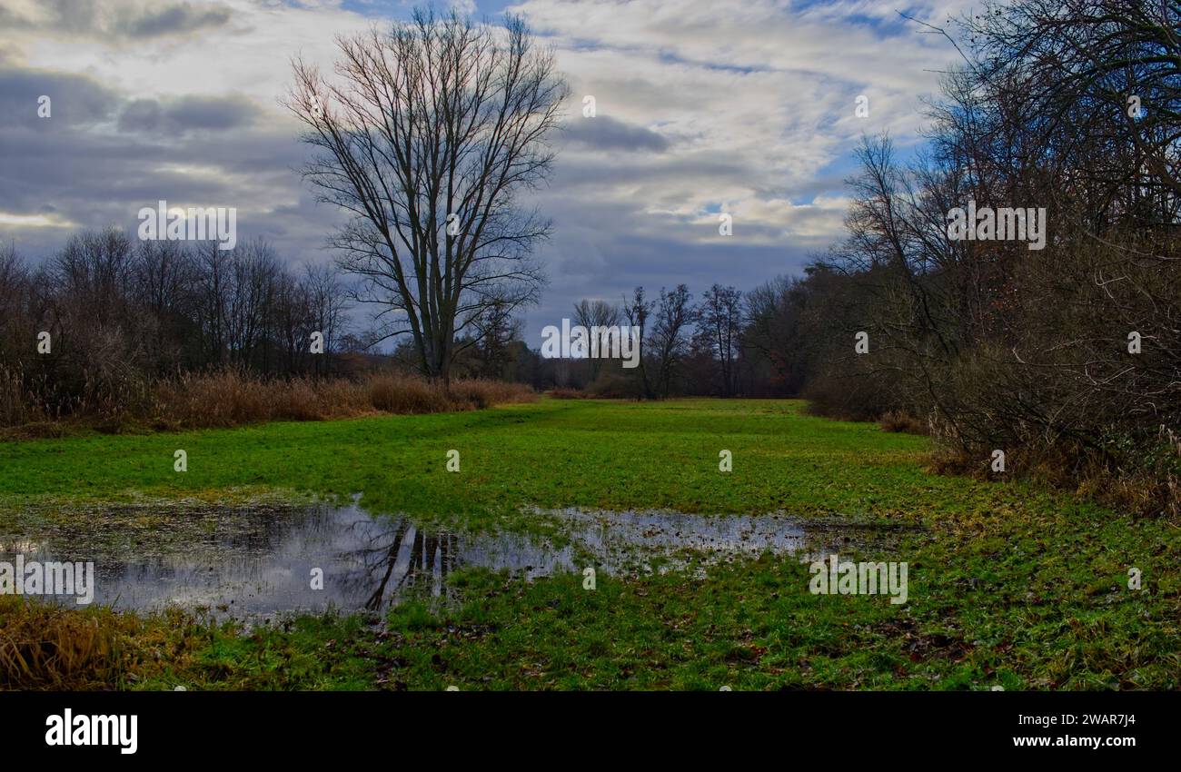 Landschaft mit grünen Feuchtwiesen mit Bäumen und Büschen sowie großen Pfützen im Vordergrund Stockfoto