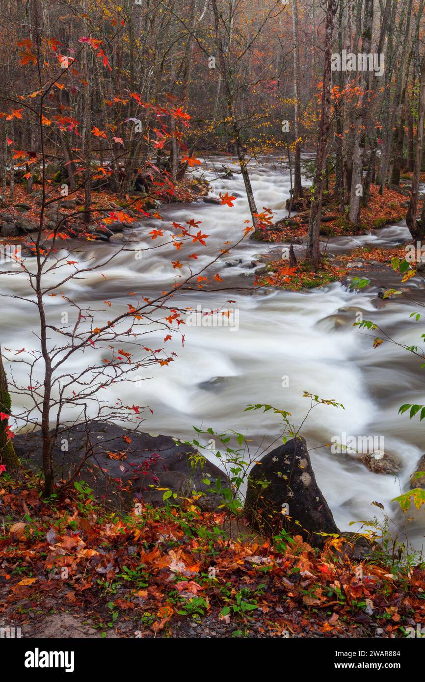 Ende des Herbstes in Greenbrier in den Great Smoky Mountains Stockfoto