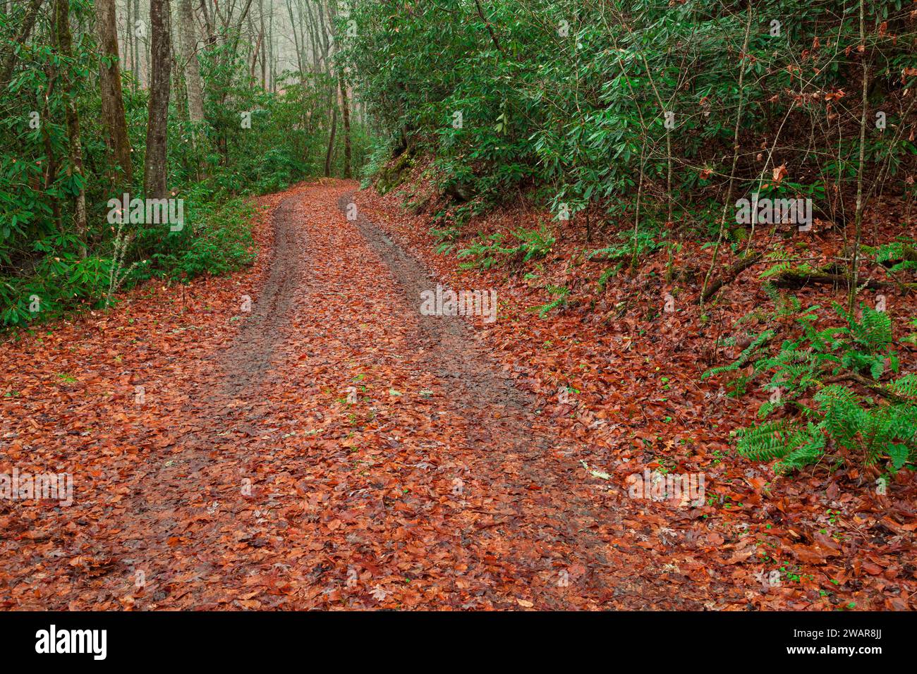 Mingus Creek Trail in den Great Smoky Mountains Stockfoto