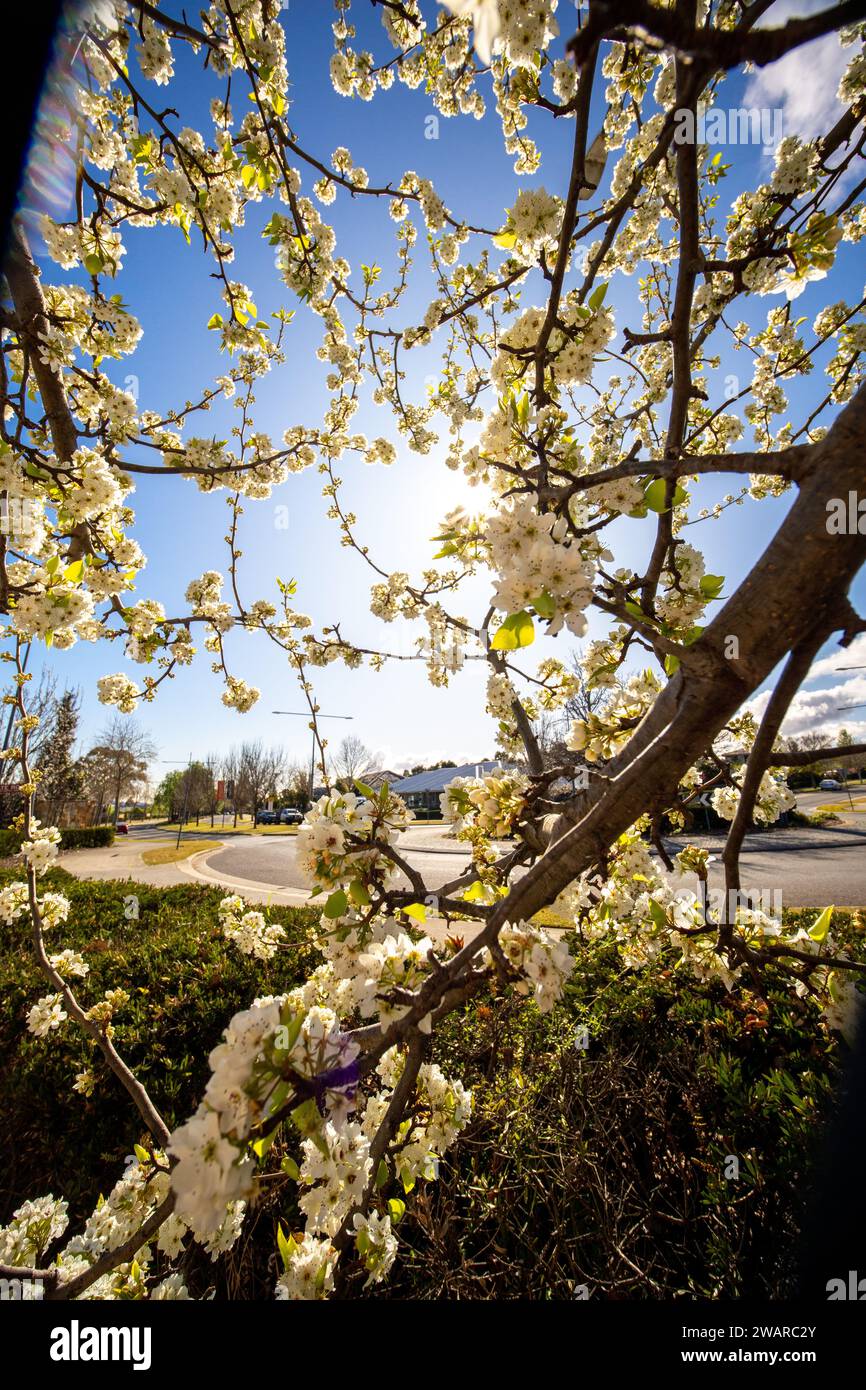 Ein schöner, weiß blühender Baum steht in voller Blüte unter einem hellen, sonnigen Himmel Stockfoto