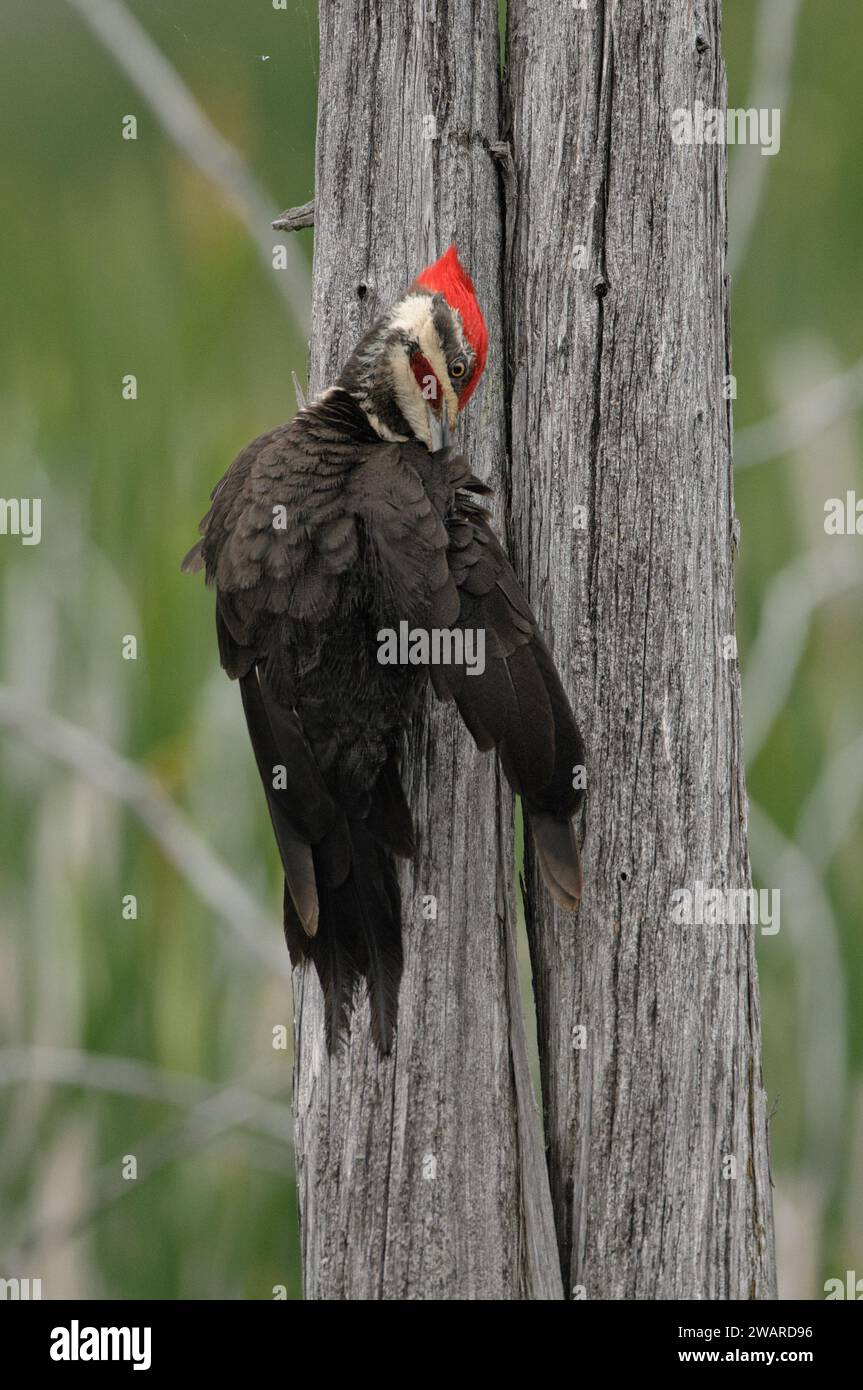 Pileated Woodspecht Barsch auf einem Baumstamm Stockfoto