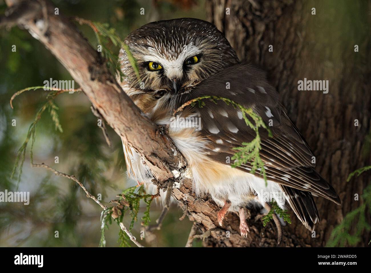 Nördliche Säge mit einem Lemming in ils-Muscheln an einem Baumzweig Stockfoto