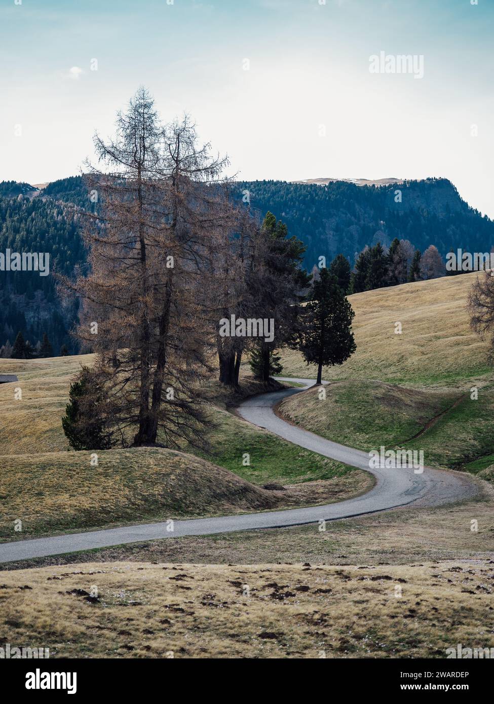 Eine malerische Landstraße führt durch eine malerische Landschaft mit üppigen grünen Hügeln und hohen Bäumen Stockfoto