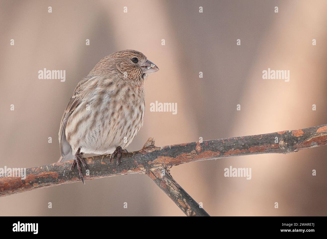 Weibliche Hausfinke, die auf einem Baum sitzt Stockfoto